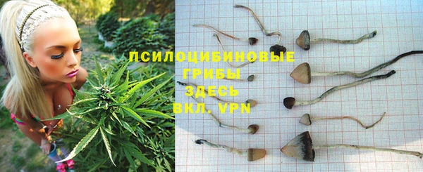 ПСИЛОЦИБИНОВЫЕ ГРИБЫ Вязники