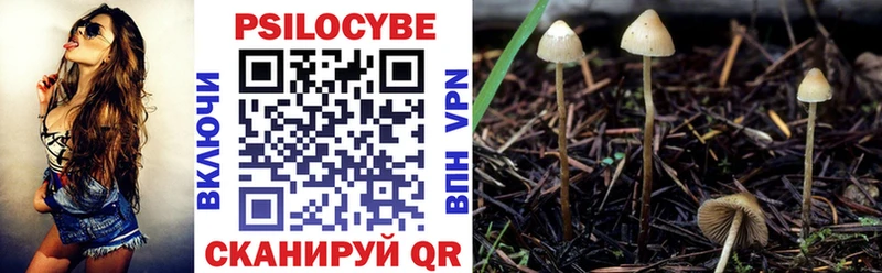 Купить где  Кизляр  Галлюциногенные грибы Cubensis 